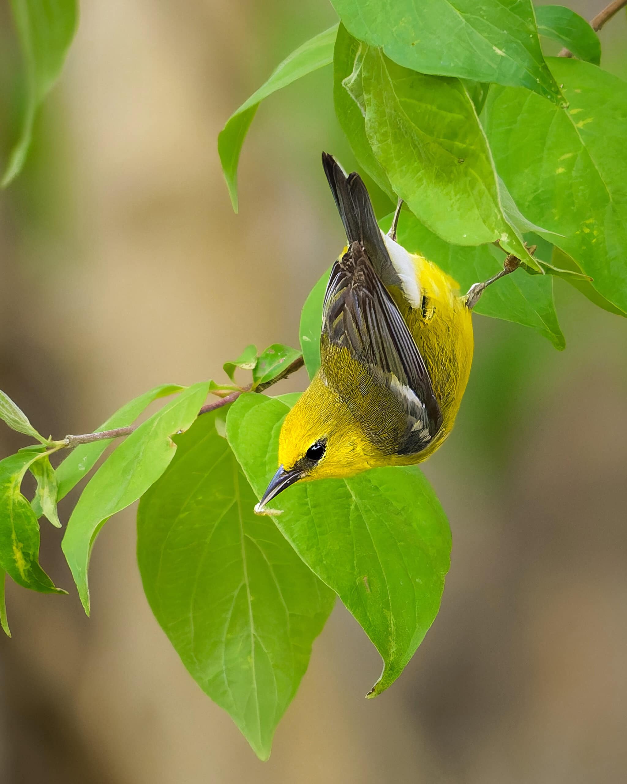 Blue-Winged Warbler, Magee Marsh, Ohio