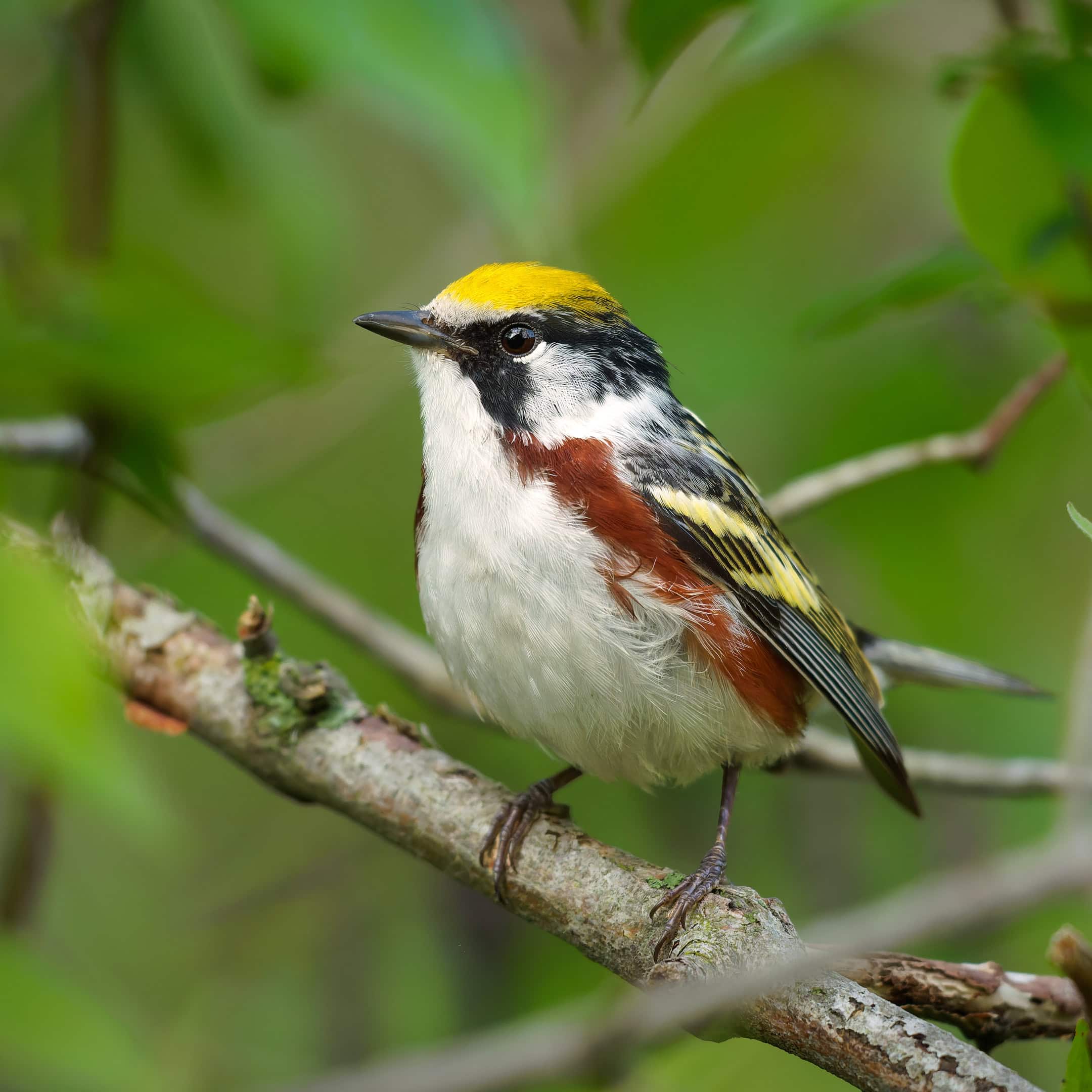 Chestnut-Sided Warbler, Magee Marsh, Ohio
