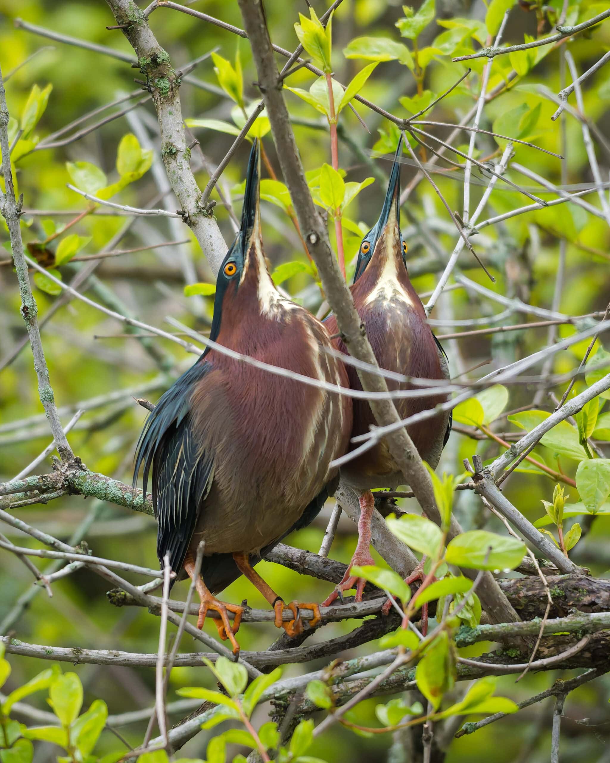 Green Herons, Magee Marsh, Ohio