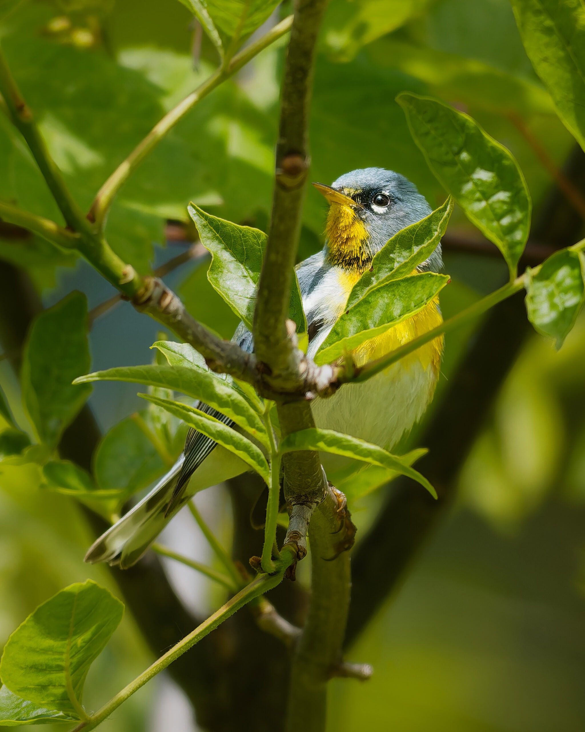 Northern Parula, Magee Marsh, Ohio