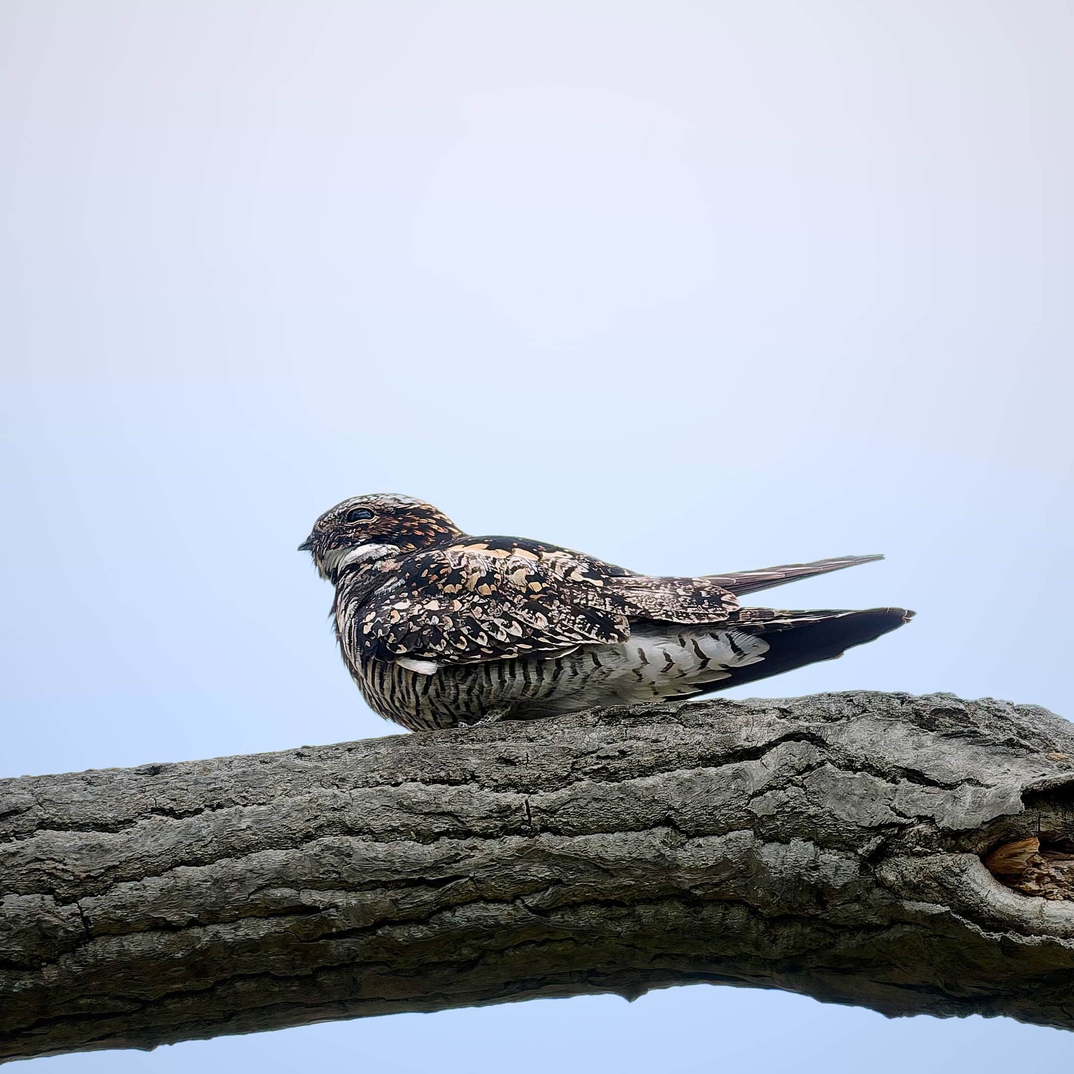 Common Nighthawk, Magee Marsh, Ohio