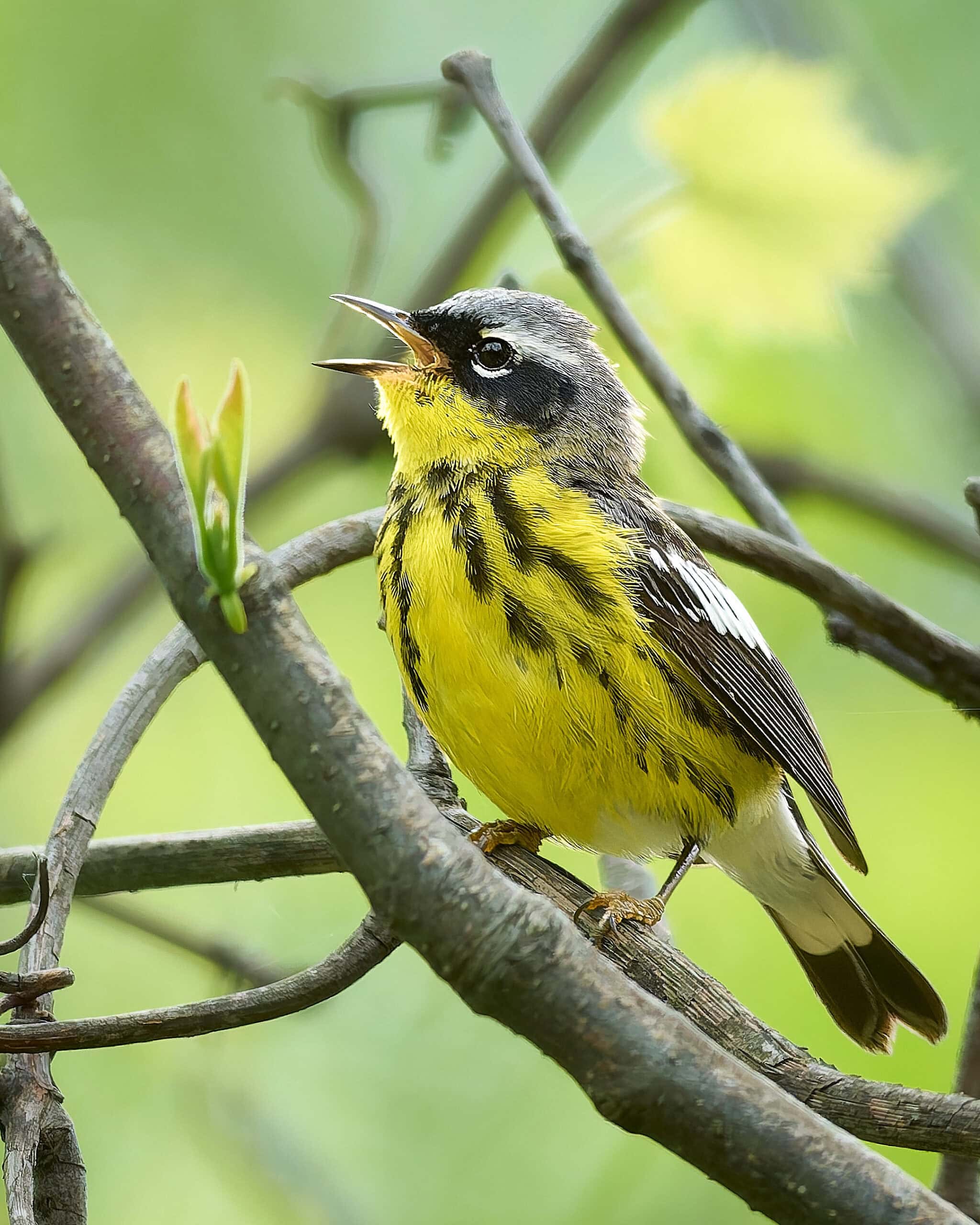 Magnolia Warbler, Magee Marsh, Ohio