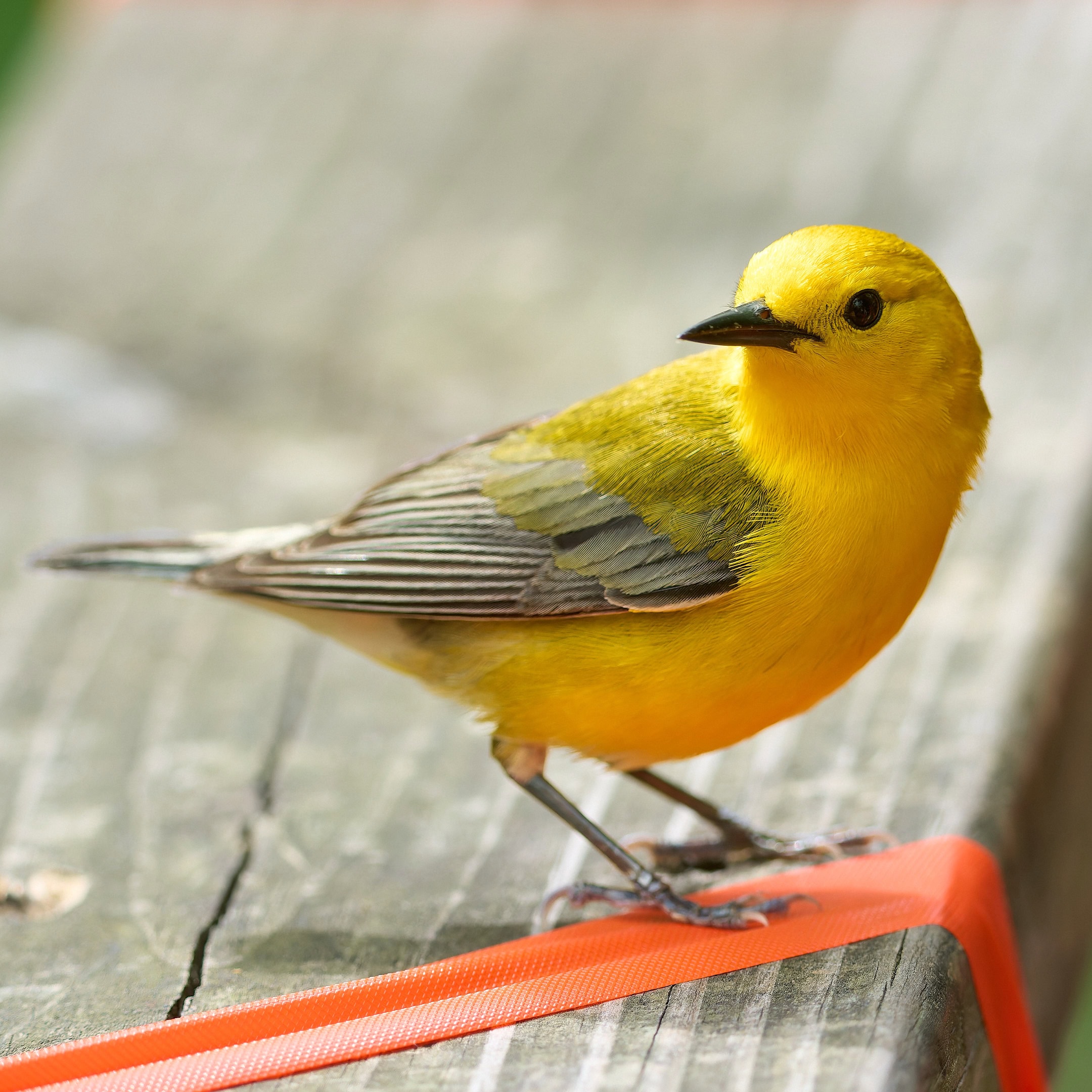 Prothonotary Warbler, Magee Marsh, Ohio