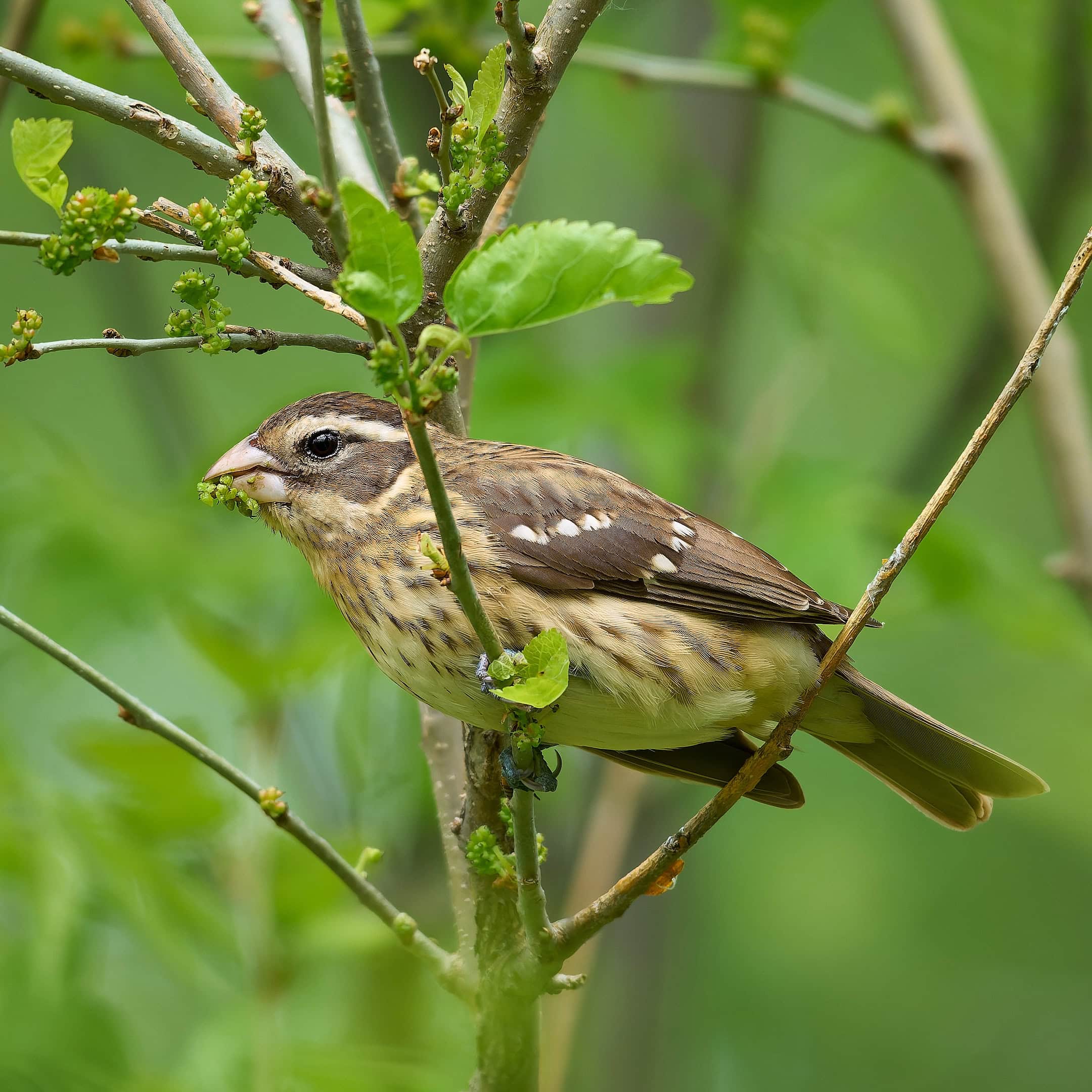 Rose-Breasted Grosbeak (Female), Magee Marsh, Ohio