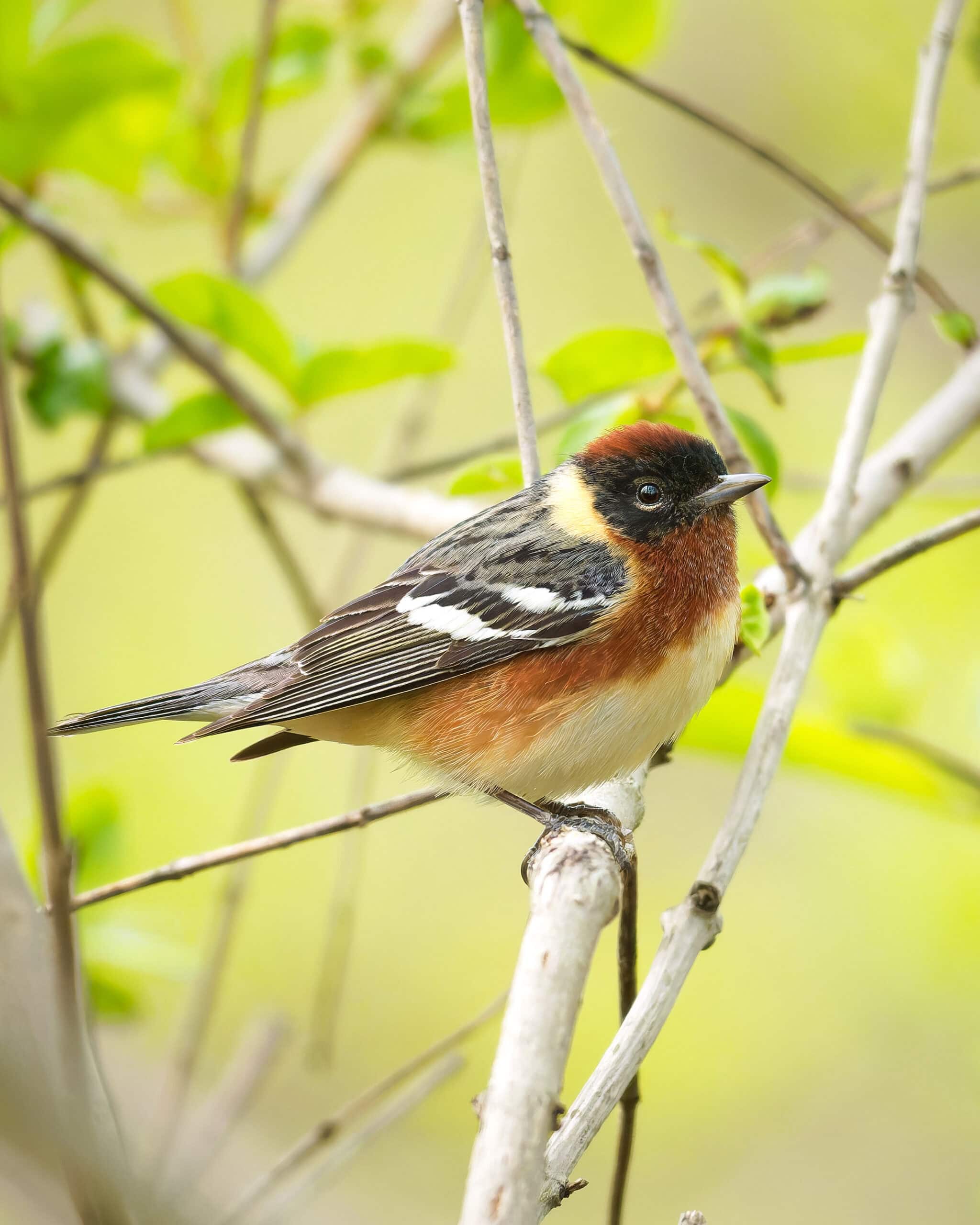 Bay-Breasted Warbler, Magee Marsh, Ohio