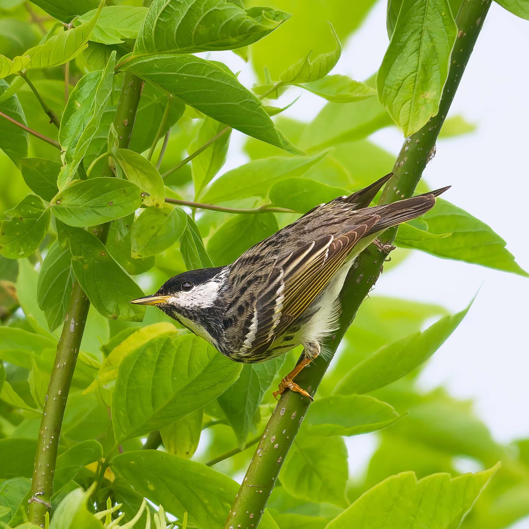 Blackpoll Warbler, Magee Marsh, Ohio