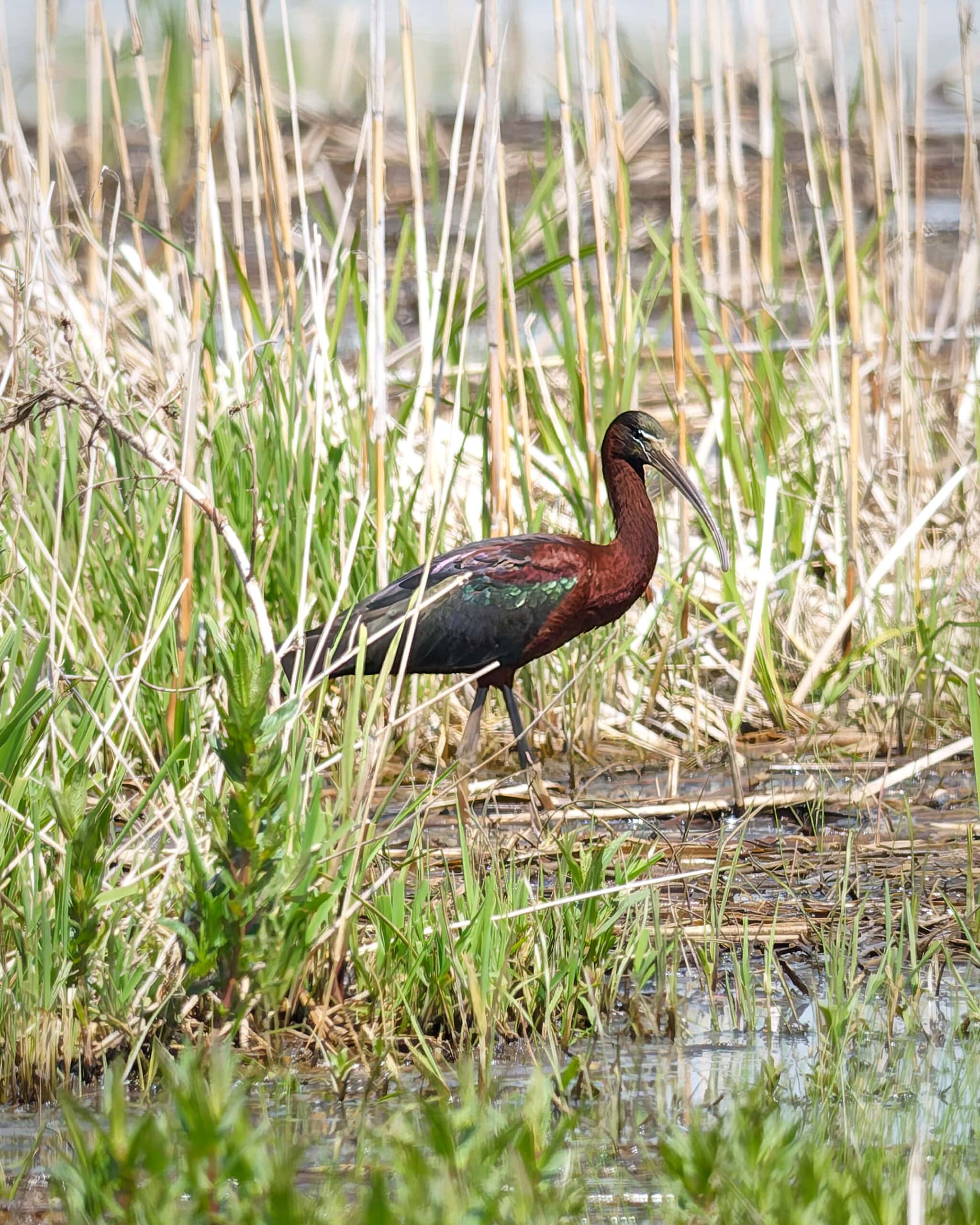 Glossy Ibis, Metzger Marsh, Ohio