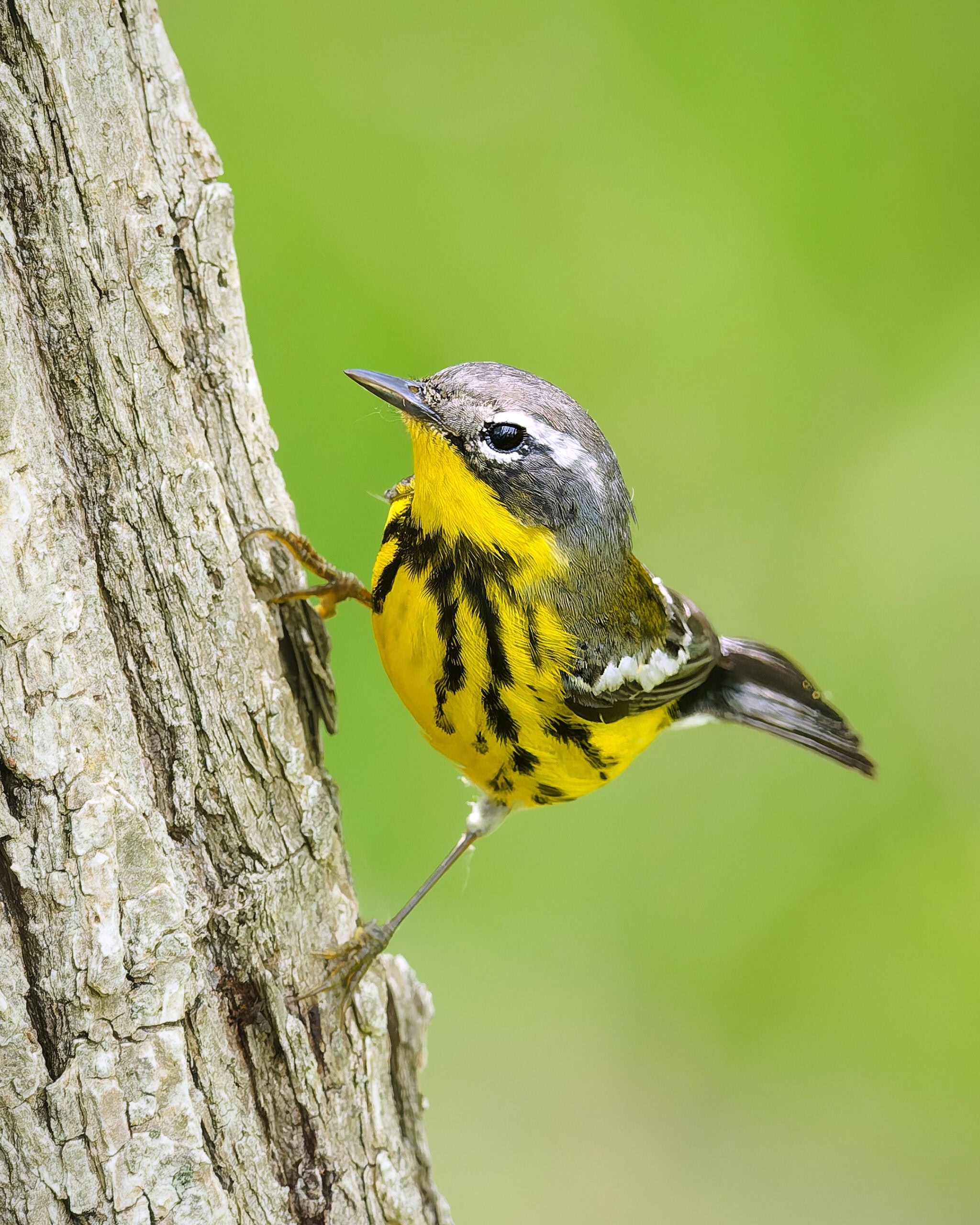 Magnolia Warbler, Metzger Marsh, Ohio