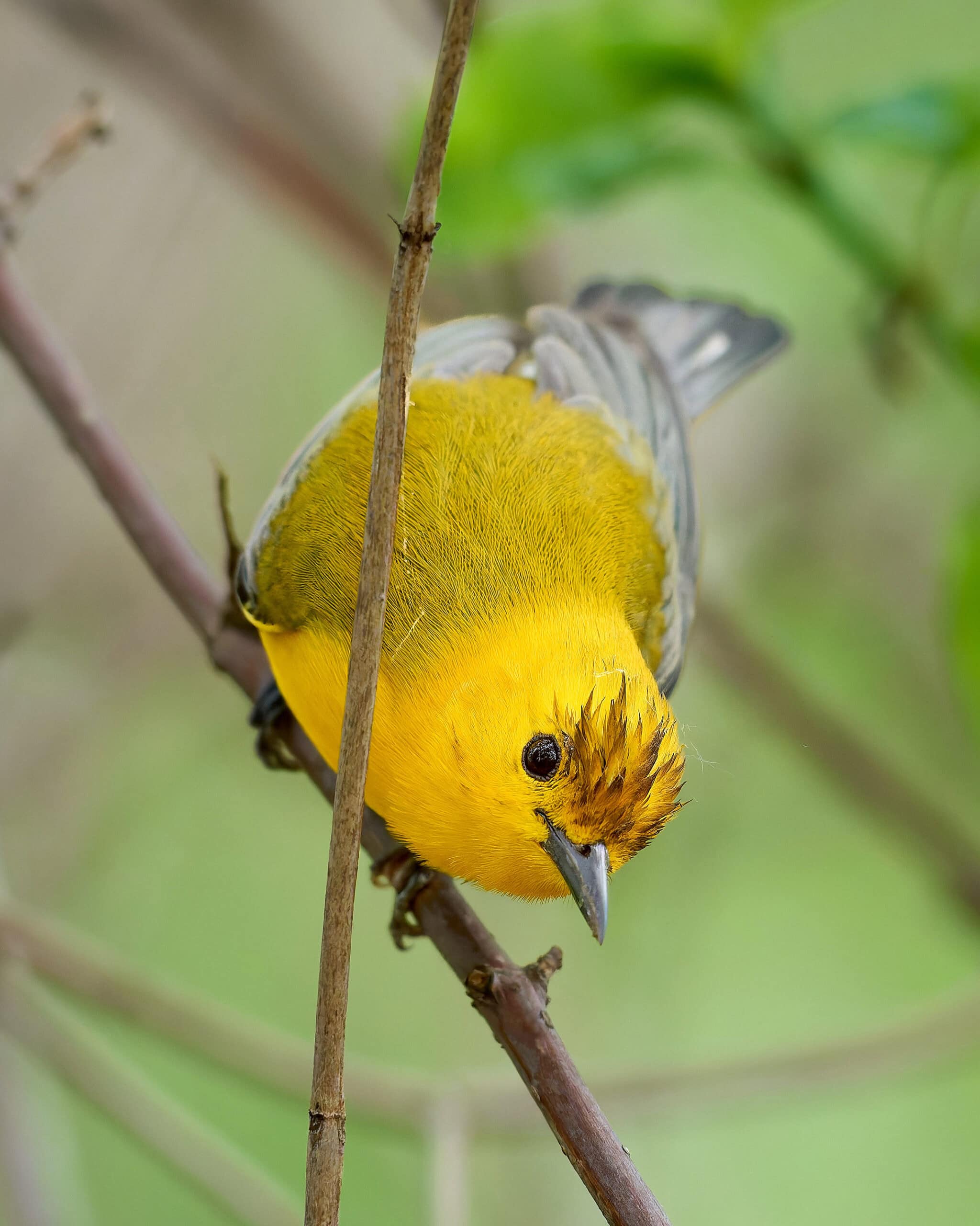 Prothonotary Warbler, Magee Marsh, Ohio