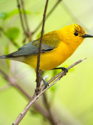 Prothonotary Warbler, Magee Marsh, Ohio