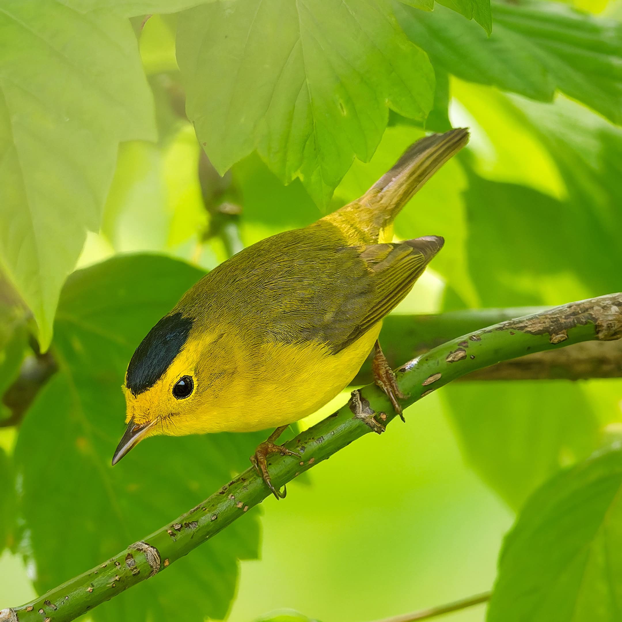 Wilson's Warbler, Metzger Marsh, Ohio