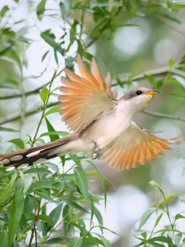 Yellow-Billed Cuckoo, Metzger Marsh, Ohio