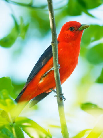 Scarlet Tanager, Magee Marsh, Ohio