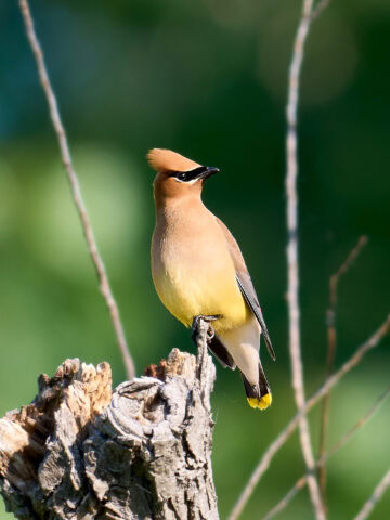 Cedar Waxwing, Magee Marsh, Ohio