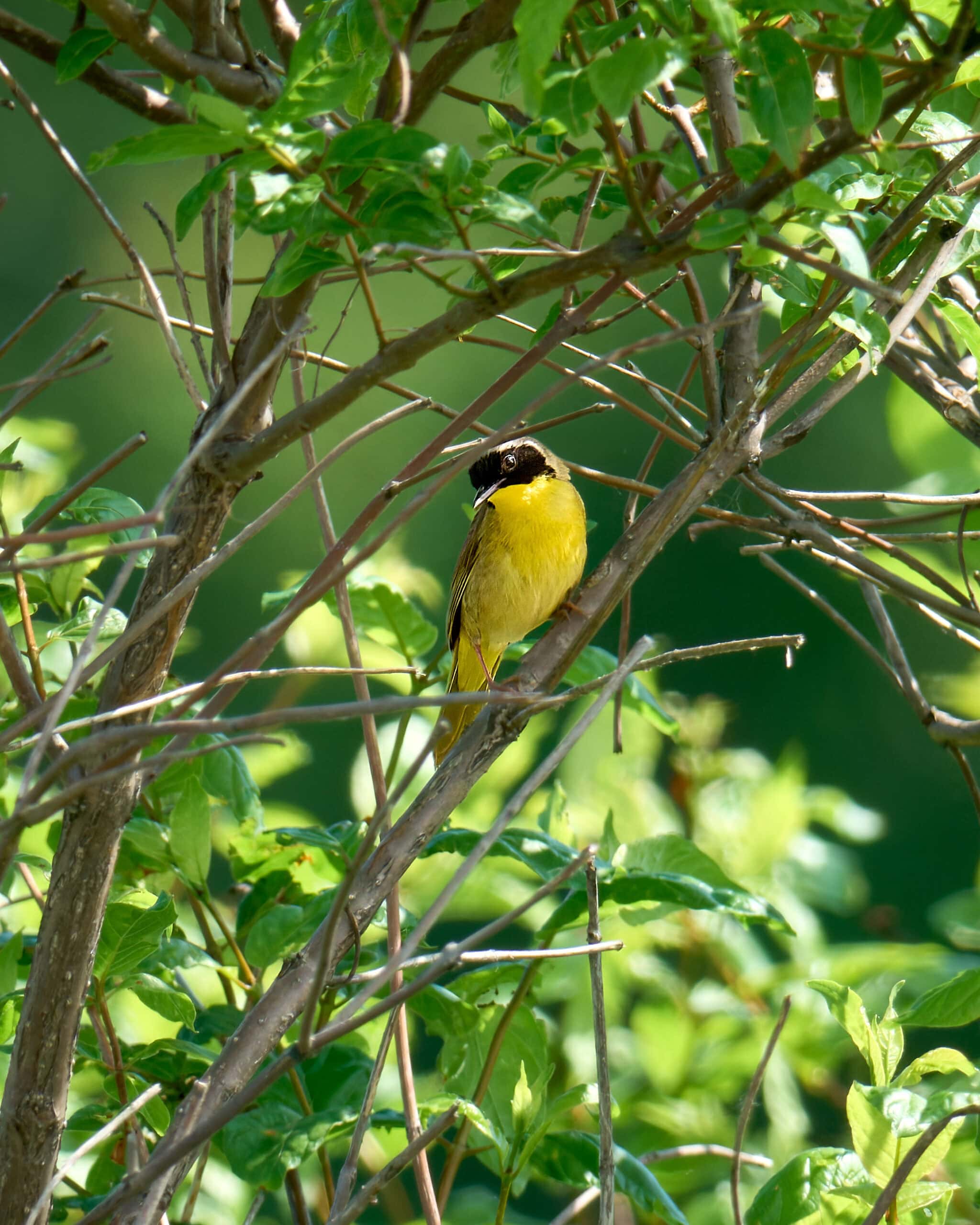 Common Yellowthroat, Magee Marsh, Ohio