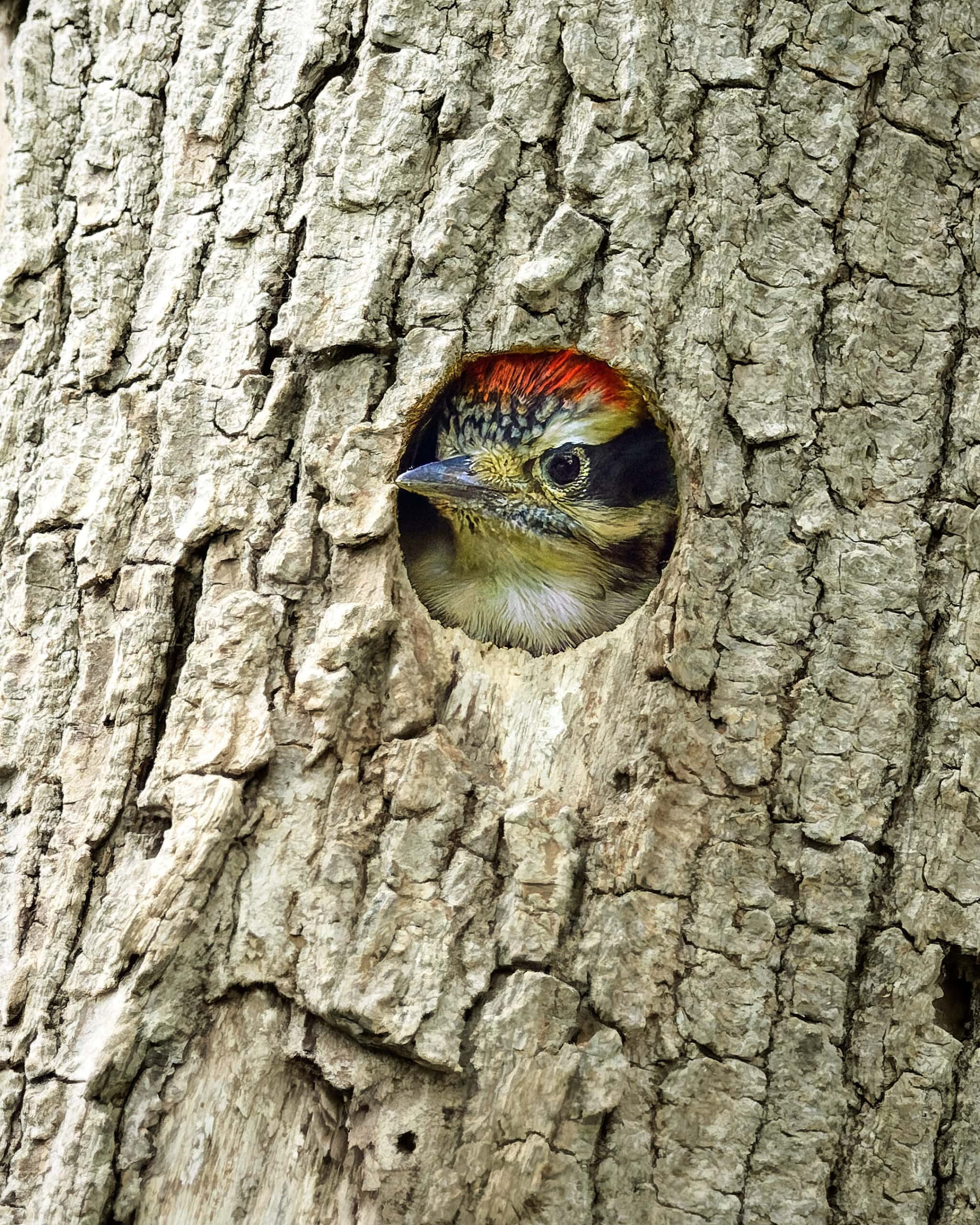 Downy Woodpecker (juvenile male), Metzger Marsh, Ohio