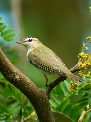 Red-eyed Vireo, Magee Marsh, Ohio