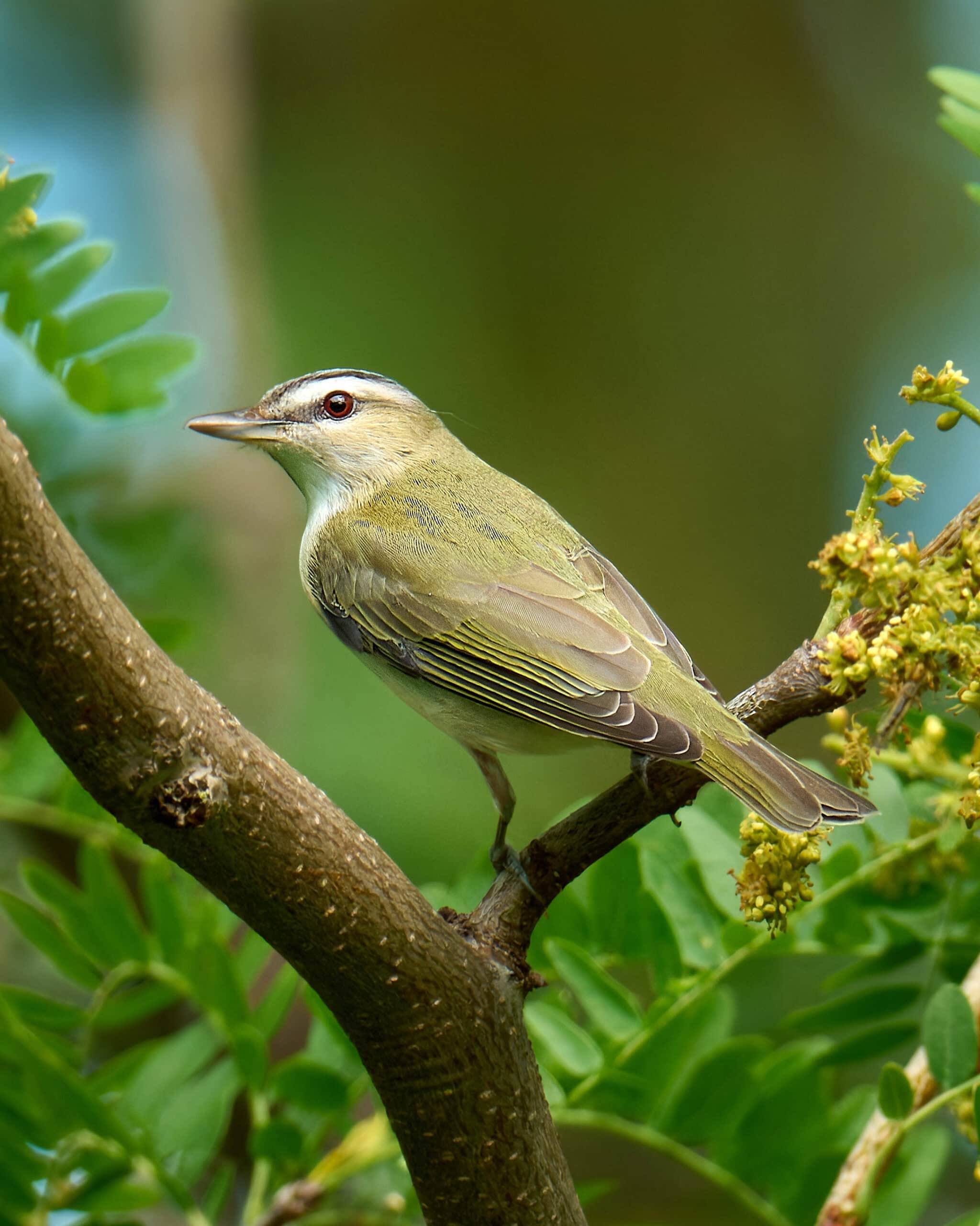 Red-eyed Vireo, Magee Marsh, Ohio