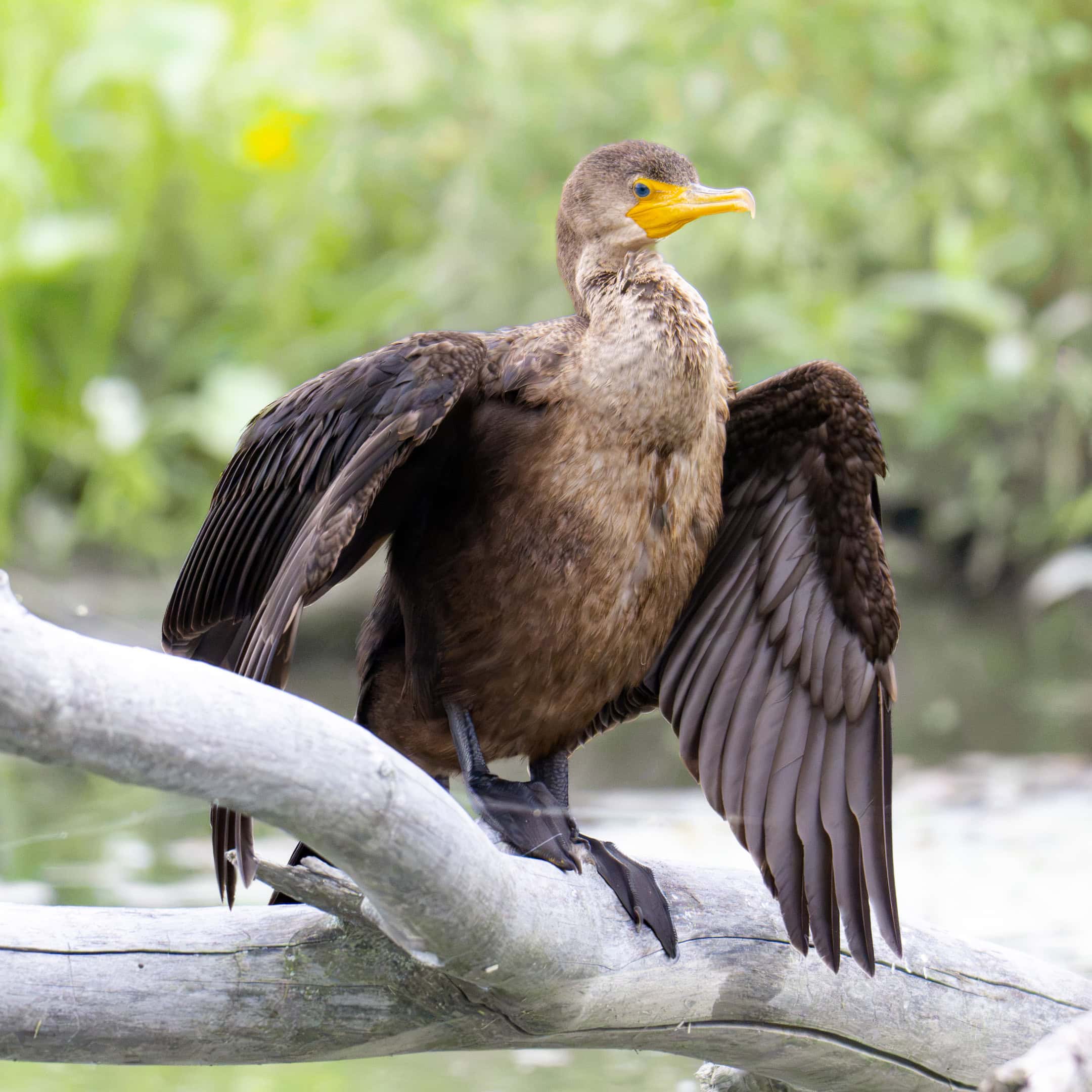 Double-Crested Cormorant (Juvenile)