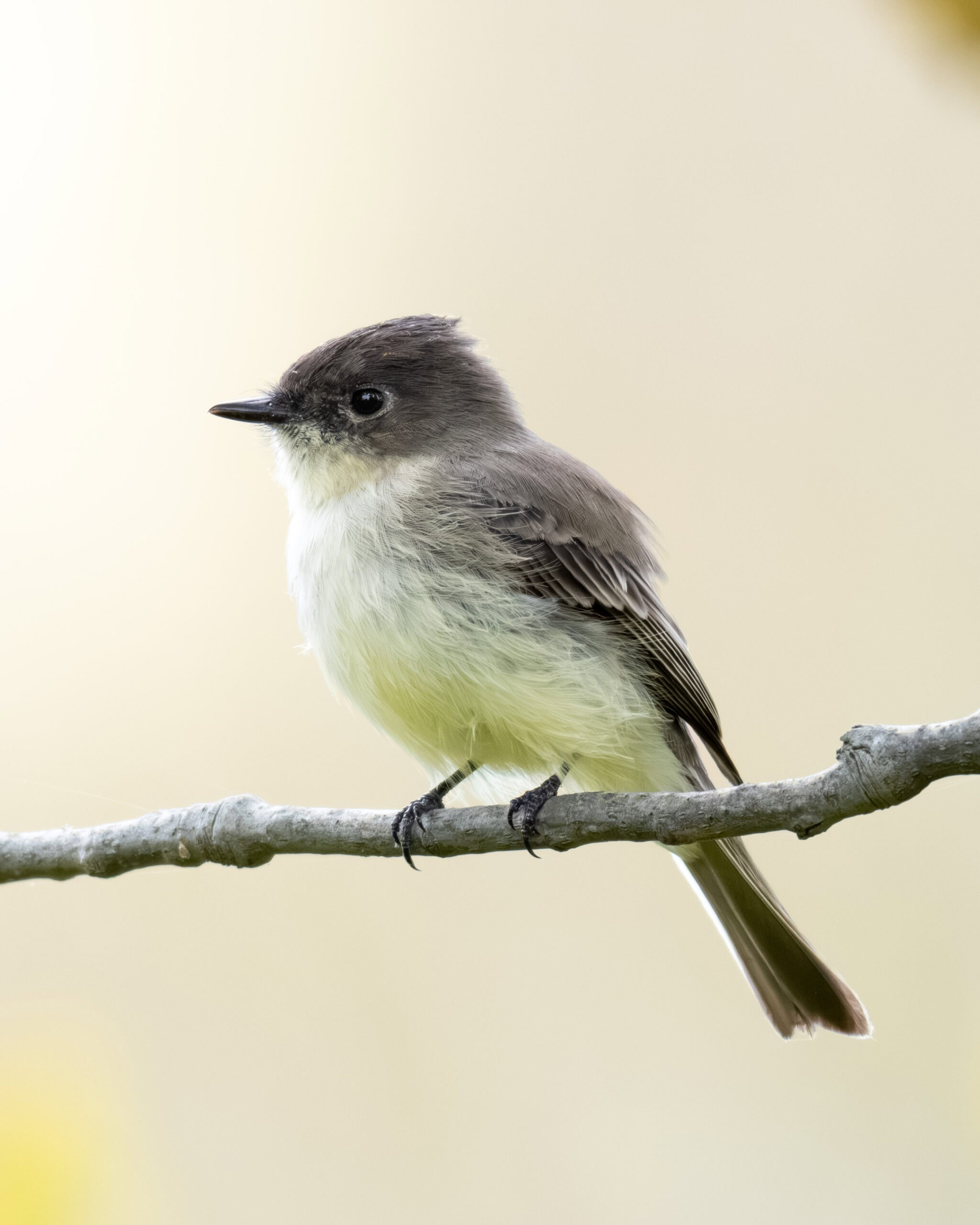 Eastern Phoebe