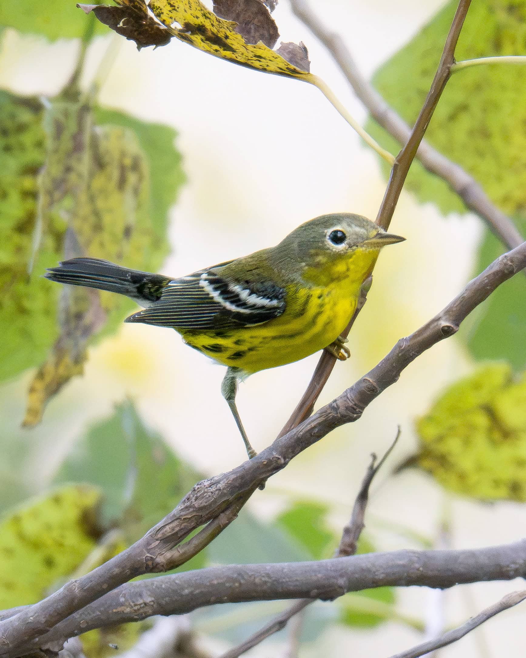 Magnolia Warbler (Fall Female)
