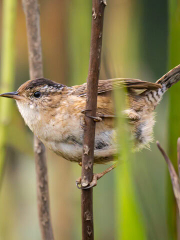Marsh Wren