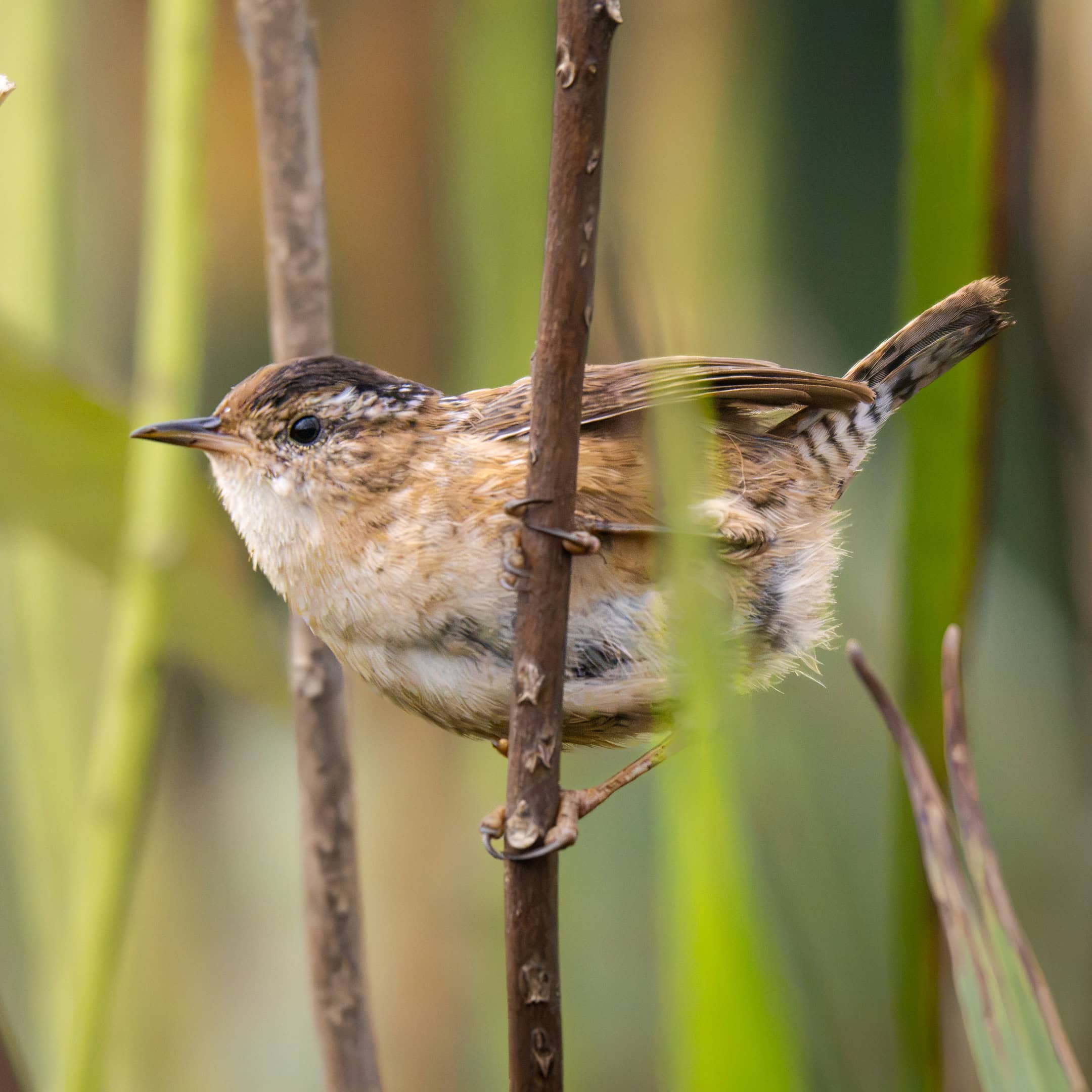 Marsh Wren