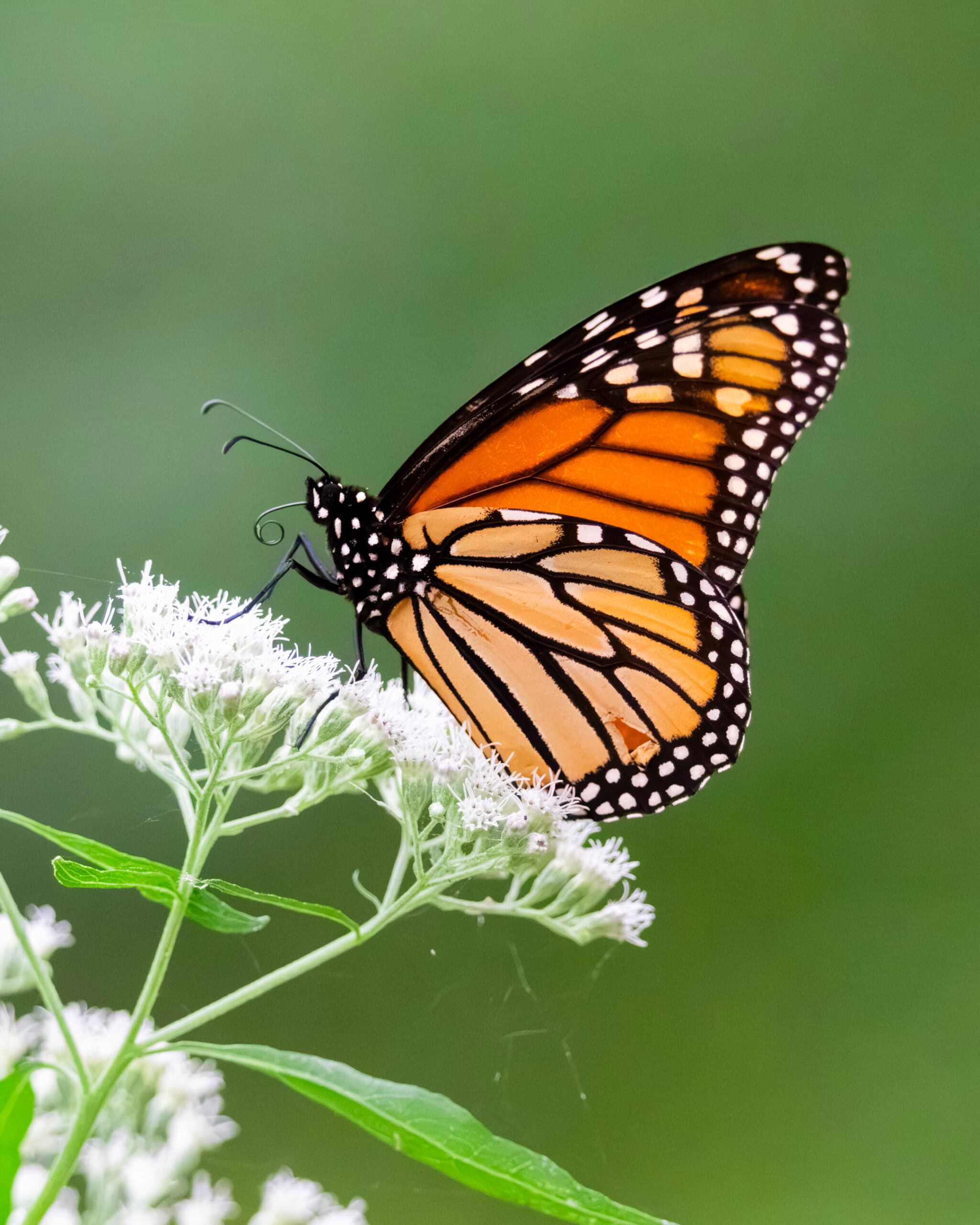Monarch Butterfly