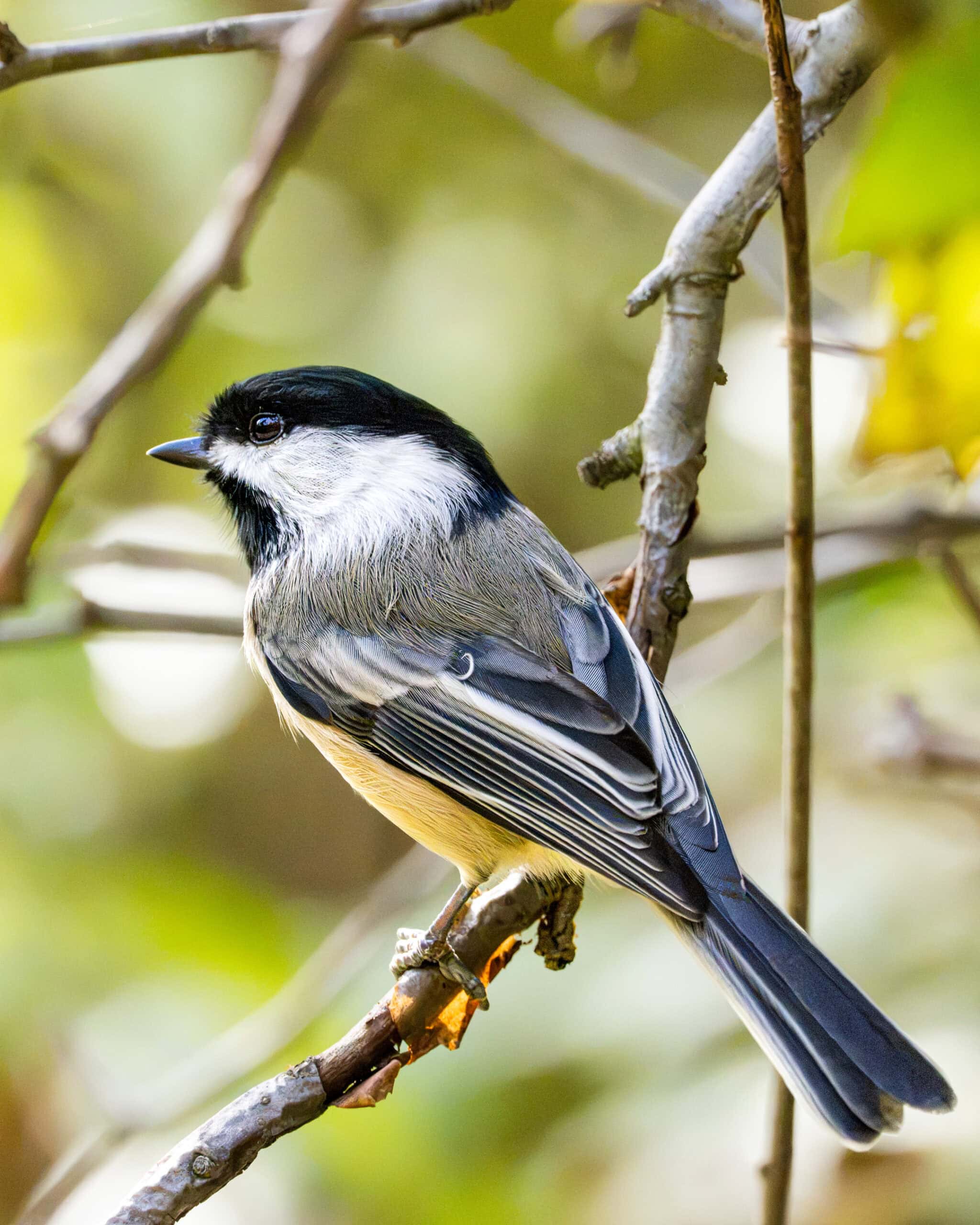 Black-Capped Chickadee