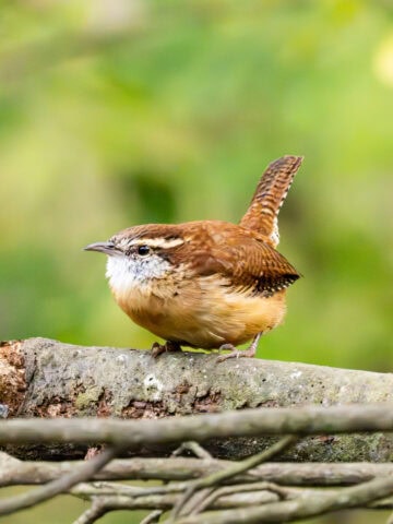 Carolina Wren
