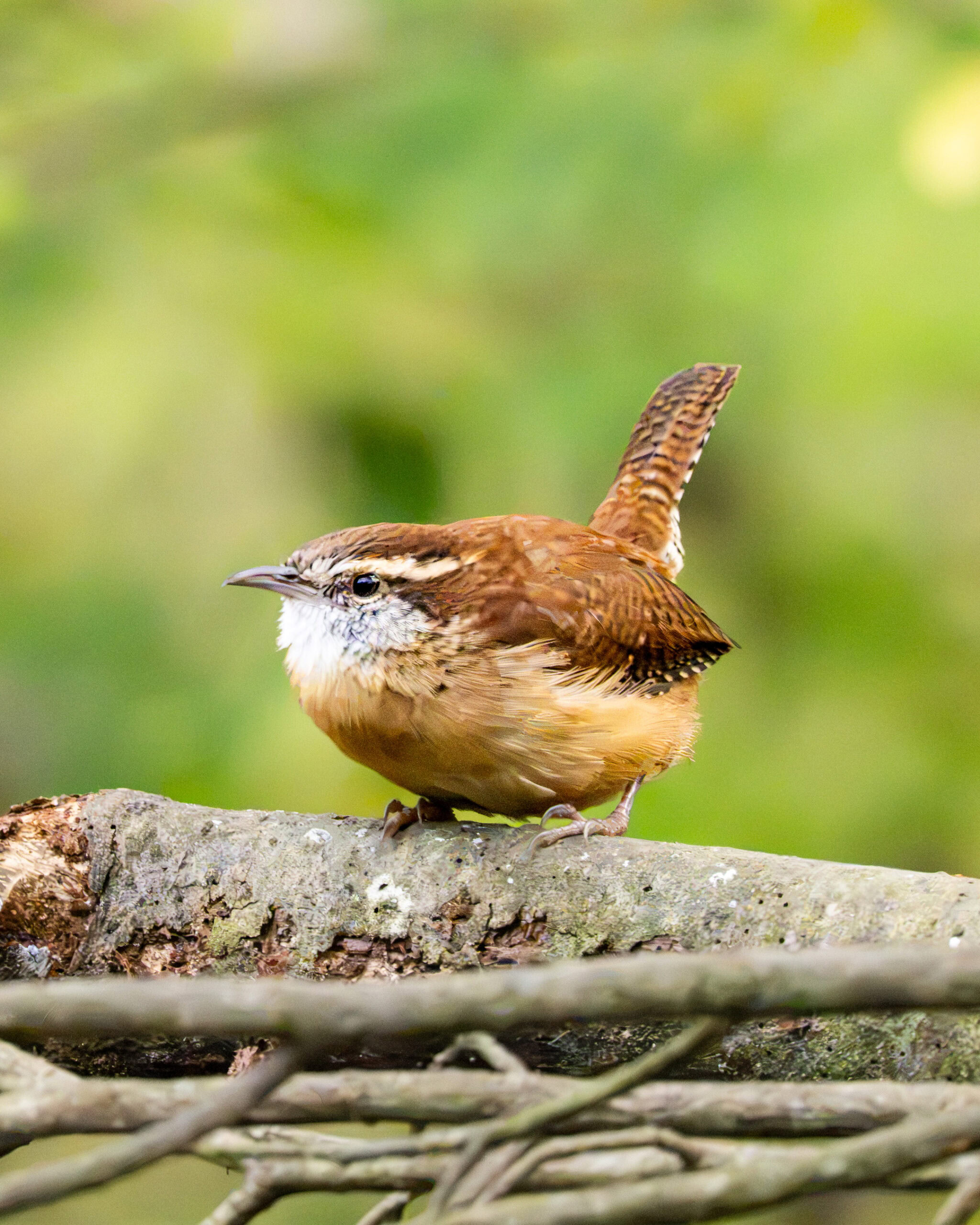 Carolina Wren