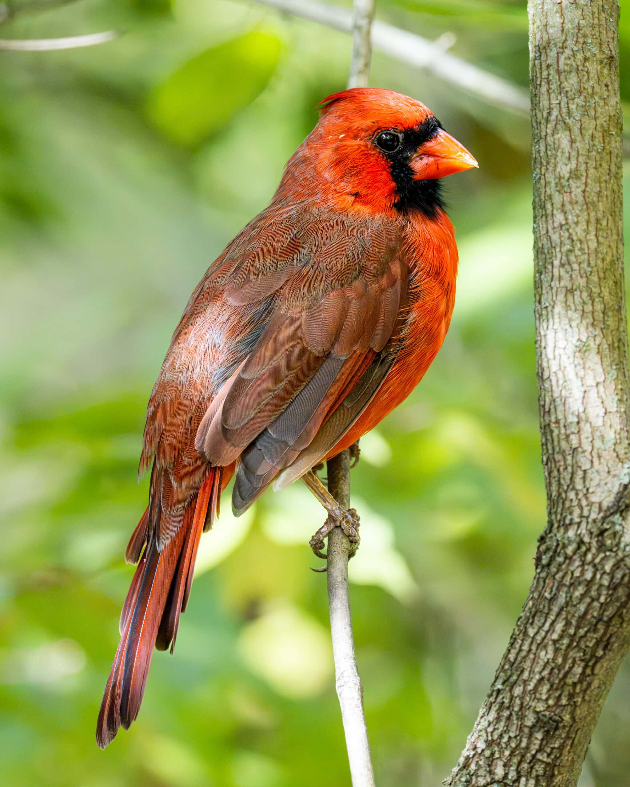 Northern Cardinal