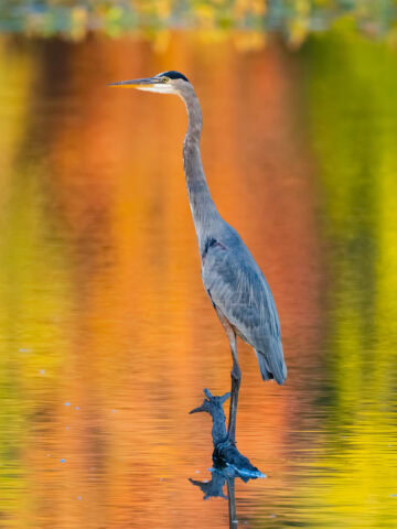 Blue Heron in Fall Color Reflections 1x1