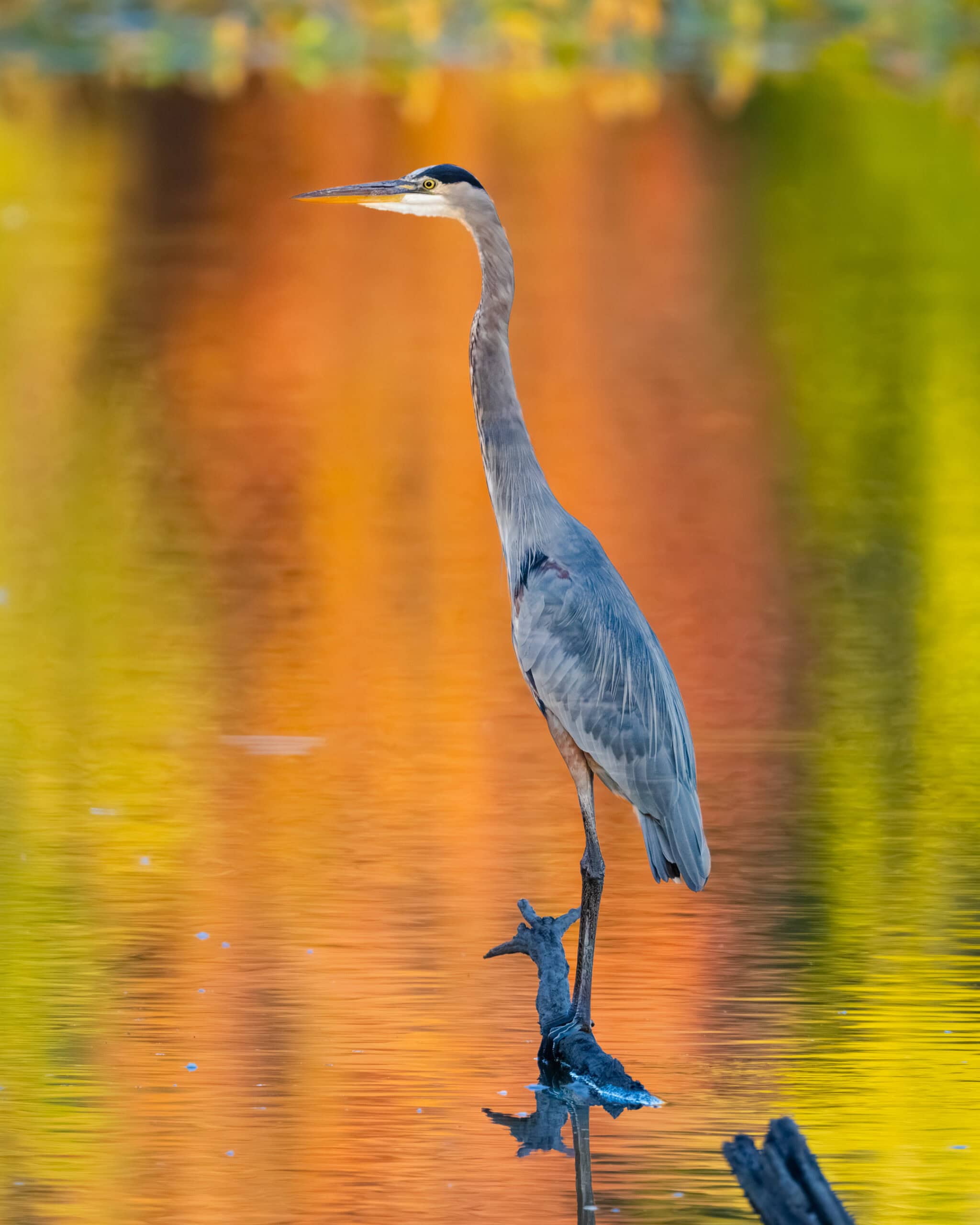Blue Heron in Fall Color Reflections