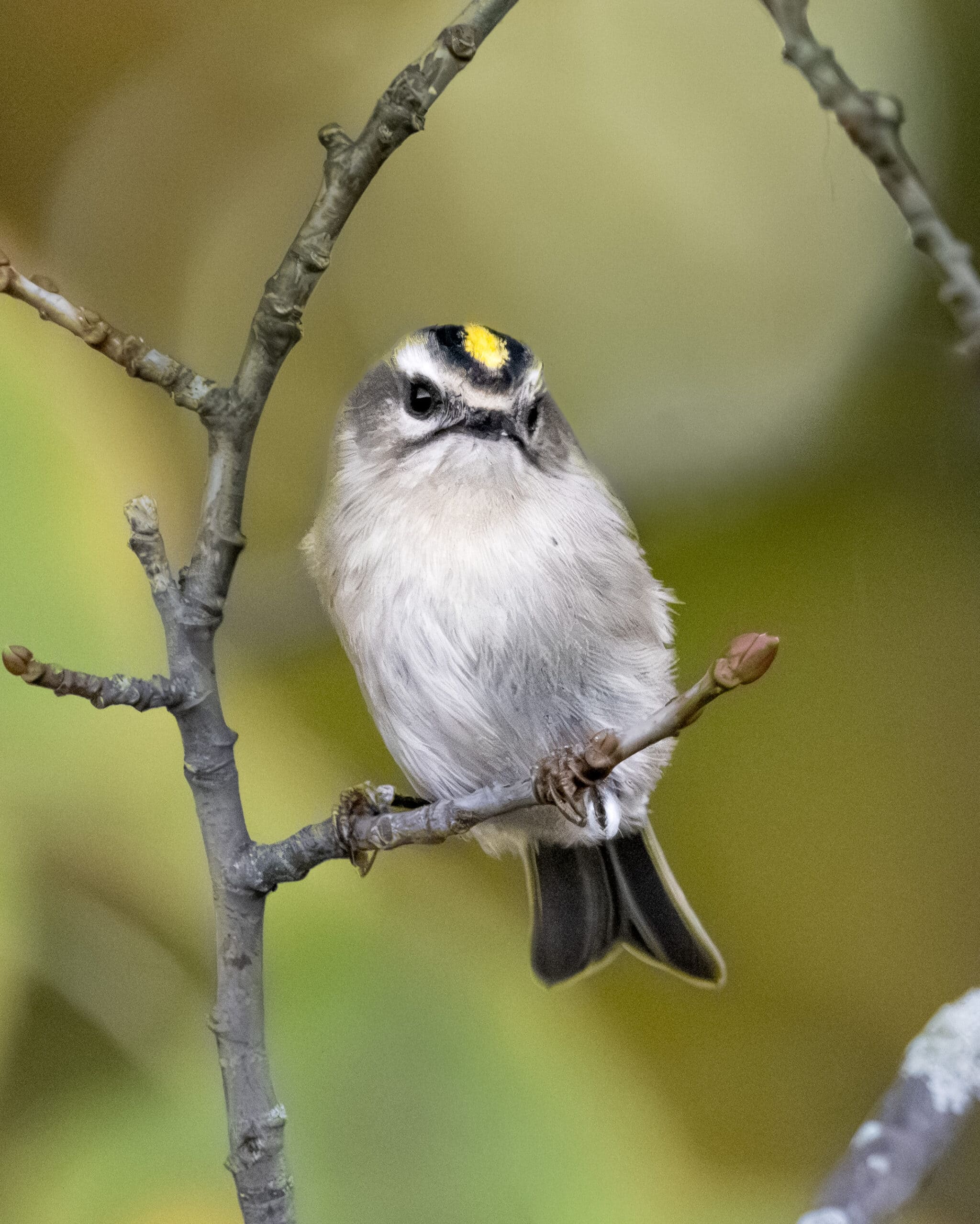 Golden-crowned Kinglet